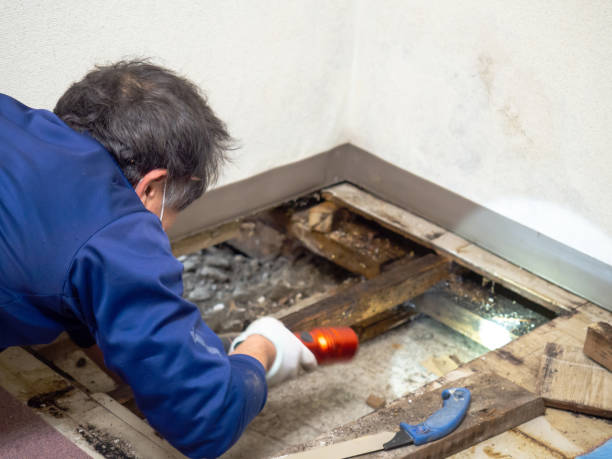 Trusted Cupertino, CA Mold Remediation Experts