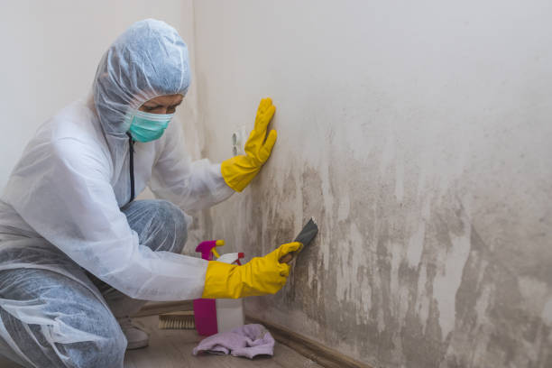 Cupertino, CA Mold Remediation Company