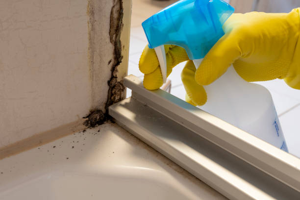 Best Residential Mold Remediation in Cupertino, CA