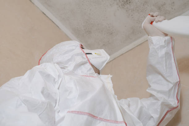 Best Attic Mold Remediation in Cupertino, CA