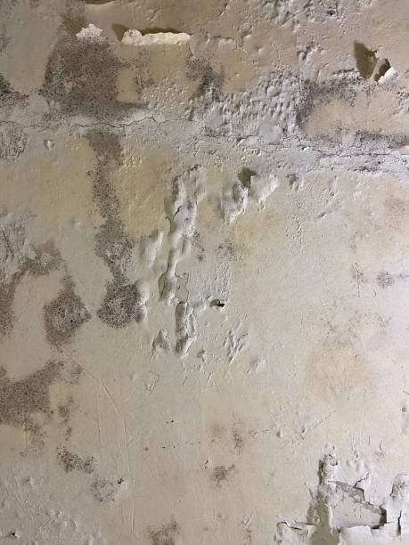 Best Industrial Mold Remediation in Cupertino, CA