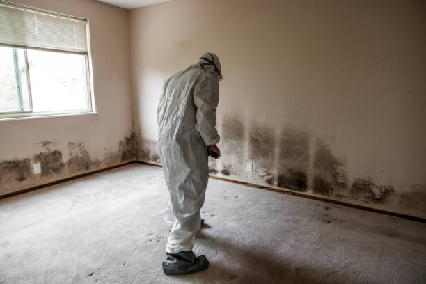 Best Commercial Mold Remediation in Cupertino, CA