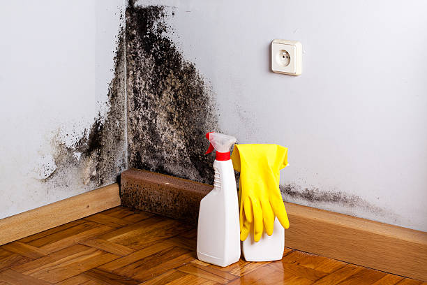 Best Mold Remediation for Schools in Cupertino, CA