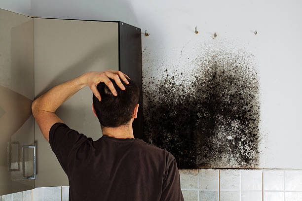 Best Bathroom Mold Remediation in Cupertino, CA